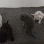 Scottish Fold Yavru Kediler Ücretli