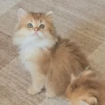 Golden Ny11 British Longhair Erkek