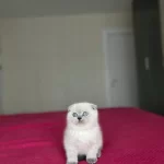 Scottish Fold Blue Point Yavrular