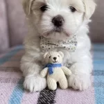 Maltese Terrier Bebek