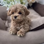 Türkiye’nin En Özel Maltipoo Yavruları