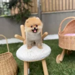 Sağlıklı Pomeranian Boo Yavrular