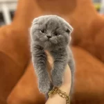 Scottish Fold Blue Yavrularim
