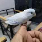 Evcil Erkek Forpus Papağanı