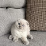 Scottish Fold Blue Point