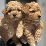Wc Eğitimli Maltipoo Yavrularımız Ziyarete Açık