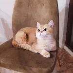 Dişi Ny12 15 Aylık British Shorthair