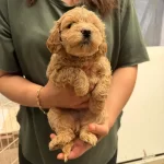 Teslime Hazır Maltipoo Yavrularımız