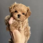Korean Teacup Maltipoo Bebekler
