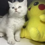 Safkan British Shorthair Dişi Yavru