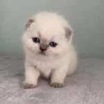 Aaa Kalite Sifir Kulak Scottish Fold Prensesim