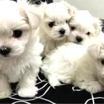 0 Numara Maltese Bebeklerimiz
