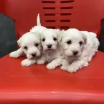 Minik Yavru Köpekler Yeni Yuvasına Gitmeye Hazırlar