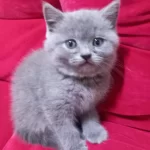3 Adet Yavru British Shorthair