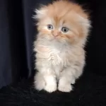İran (persian) Longhair Yavru Kedimiz