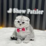 Sifir Kulak Ayı Surat Scottish Fold