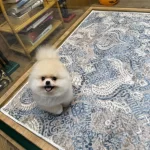 Orjinal Pomeranian Boo Miss Turkey
