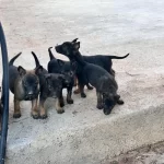 Anne Baba A Kalite Belçika Kurdu Yavrular