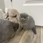 Scottish Fold Birbirinden Güzel Yavrularim