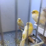 3 Aylık Kanaryalar Sahiplendirilecektir