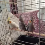 Acil Sahiplendirme Sultan Papağanlar