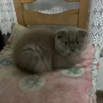 Ücretsiz Sahiplendirme Scottish Fold Kedimiz