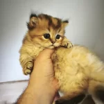 Mamaya Düştüler Safkan Scottish Fold Yavrular