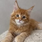 Maine Coon Üst Kaliteli Erkek