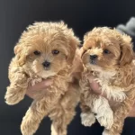 Petmode Köpek Çiftliğinden Kore Tea Cup Maltipoo