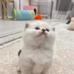 Minik Yavru Kedilerim