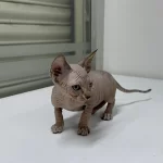 Safkan Kanada Sphynx Kediler