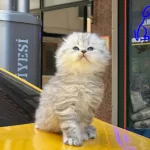 Orjinal British Longhair Tuvalet Eğitimli