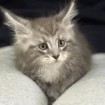 Ankaranın En Kaliteli Şecereli Maine Coon Yavruları