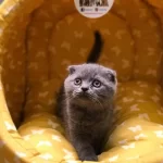 Scottish Fold Blue Point Yavrularim