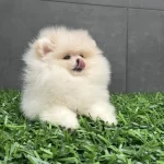 Orjinal Pomeranian Boo Yavrularımız