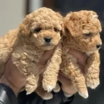 Petmode Köpek Çiftliğinden Tea Cup Kore Maltipoo
