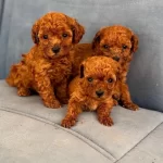 Wc Eğitimli Toy Poodle Yavrulari