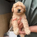 Apricot Maltipoo Yavrular