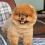 Pomeranian Boo Bebekler