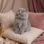 British Longhair Blue