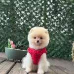 Yavru Pomeranian Boolarımız