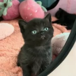 Nadir Siyah British Shorthair Bebeklerim