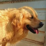 Golden Retriever Altın Tüylü Bebekler Sizi Bekliyor