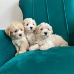 Sağlık Garantili Maltipoo Yavrular