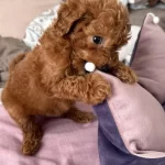 2 Aylık Toy Poodle Yavrumuz