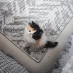 Üst Kalite 0 Burun İran Kedisi Bebekler