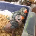 El Besleme Bebek Pakistan Papağanları