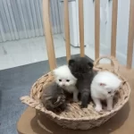 Bayram Şekerleri Kediler Rezerveye Açık