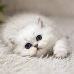 British Longhair Ve Shorthair Silver