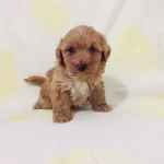 Maltipoo Can Dostlar Orijinal